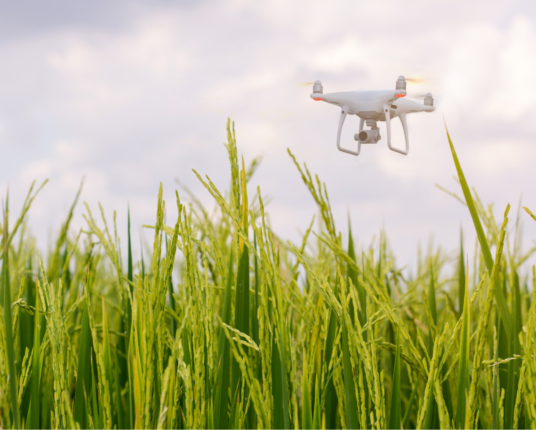 drone and paddy rice