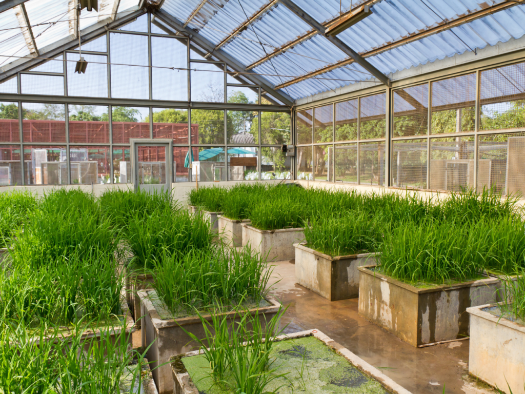 Rice culture experiment