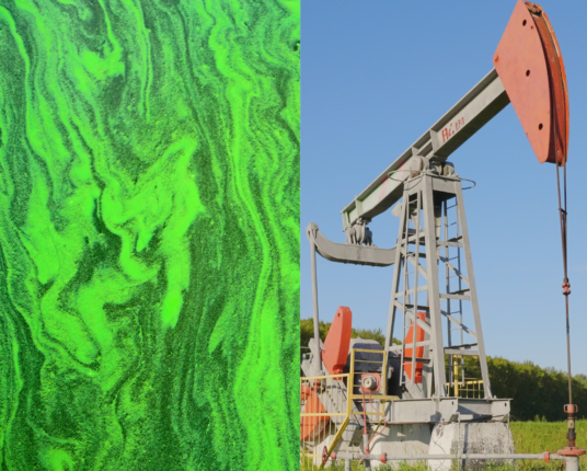 blue-green algae and gas field